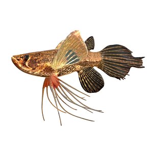 African Butterflyfish 3D