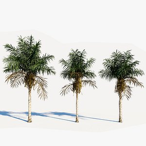 3D Acrocomia aculeata b model
