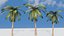 Coconut Palm 3D model