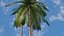 Coconut Palm 3D model