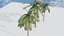 Coconut Palm 3D model