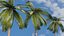 Coconut Palm 3D model