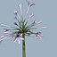 COLLECTION FLOWERS ANIMATED3.1