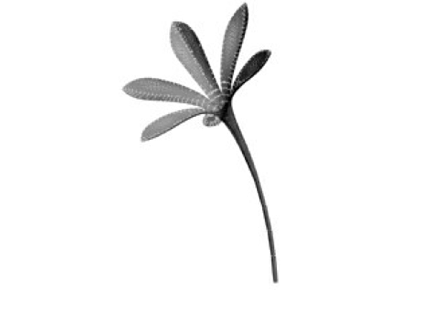realistic medium orchid 3d model https://p.turbosquid.com/ts-thumb/uU/FLBM5u/AUd1vNoJ/oropw1/jpg/1244427347/1920x1080/fit_q87/f78cf9247a2e6066ec161c24a1c075071c47c585/oropw1.jpg