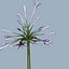 COLLECTION FLOWERS ANIMATED3.1
