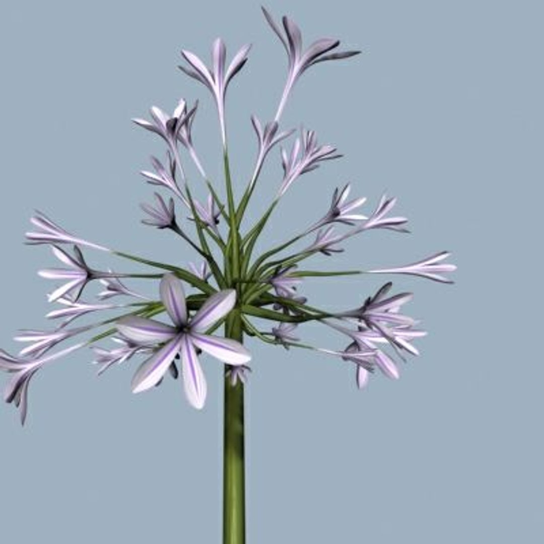 realistic medium orchid 3d model https://p.turbosquid.com/ts-thumb/uU/FLBM5u/GFyHgpgq/rchid2a06/jpg/1244428752/1920x1080/fit_q87/54f165867c354111d8456a553b82da4a31eaf1ca/rchid2a06.jpg