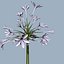 COLLECTION FLOWERS ANIMATED3.1