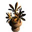COLLECTION FLOWERS ANIMATED3.1