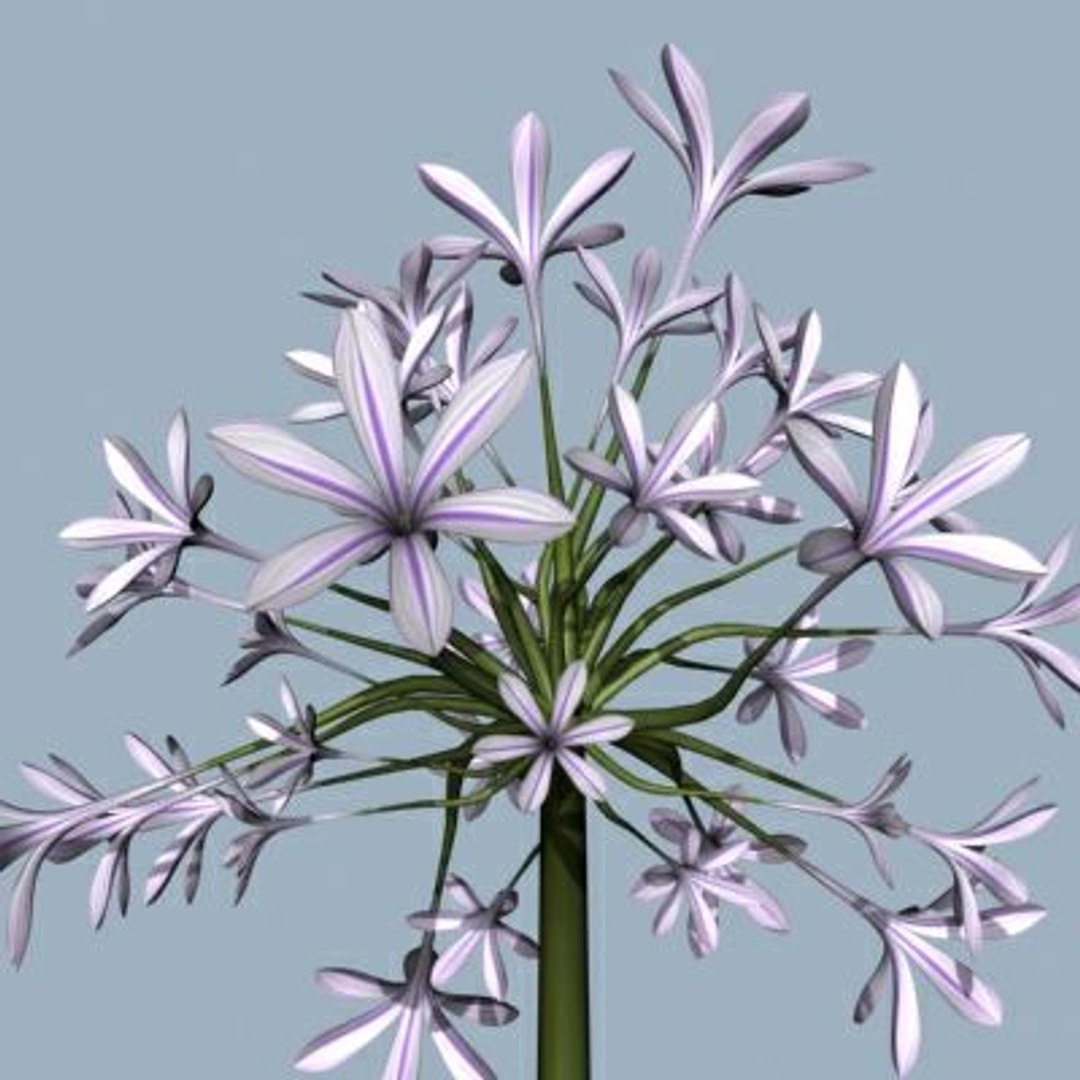 realistic medium orchid 3d model https://p.turbosquid.com/ts-thumb/uU/FLBM5u/LITDwC2X/rchid205/jpg/1244428293/1920x1080/fit_q87/241cf821d06a85030bca65a91fc21c43173e776a/rchid205.jpg