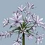 COLLECTION FLOWERS ANIMATED3.1