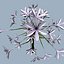 COLLECTION FLOWERS ANIMATED3.1