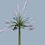 COLLECTION FLOWERS ANIMATED3.1