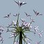 COLLECTION FLOWERS ANIMATED3.1