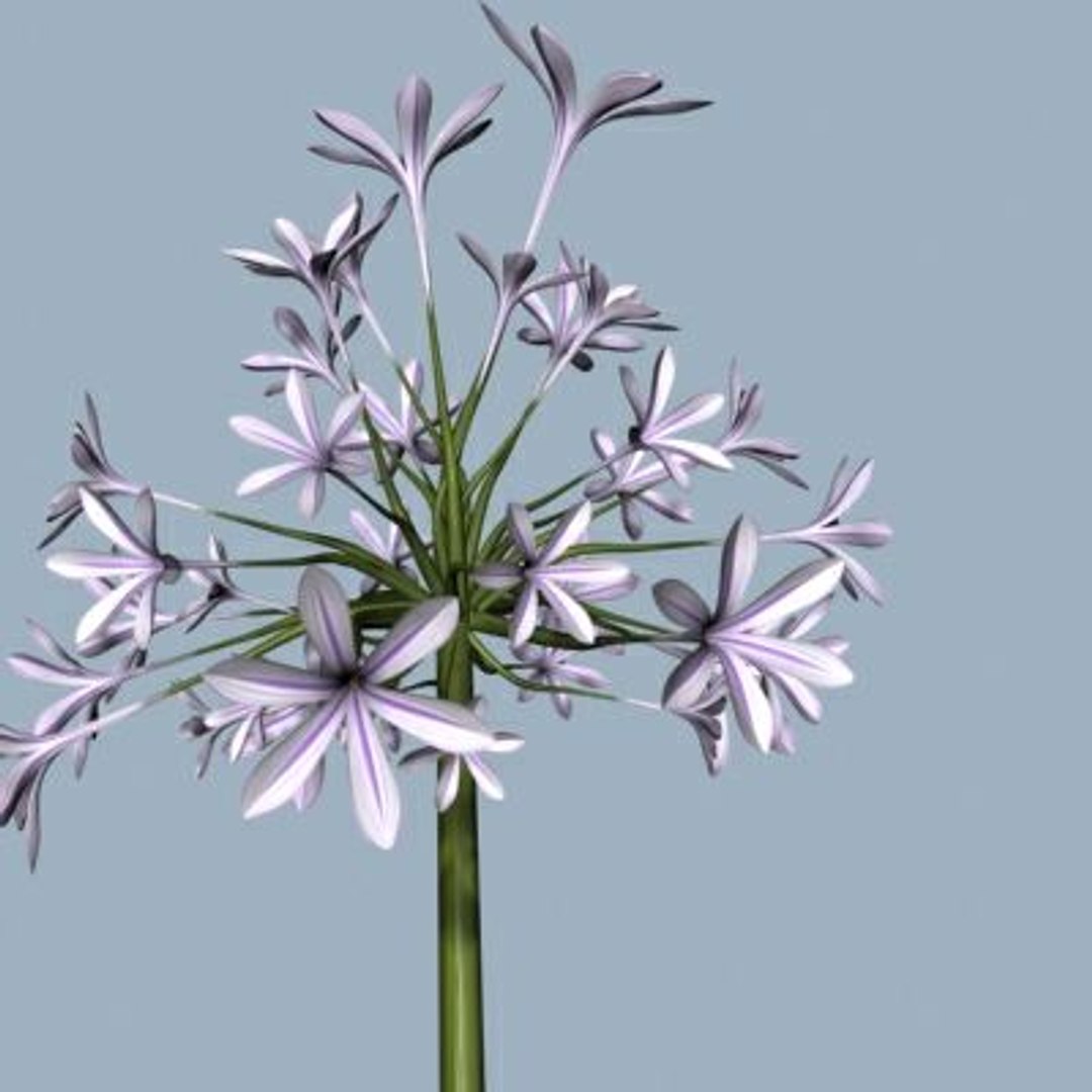 realistic medium orchid 3d model https://p.turbosquid.com/ts-thumb/uU/FLBM5u/VYAgYEw1/rchid2a10/jpg/1244428780/1920x1080/fit_q87/874990ace75ff01500af949eef7b4f7eee130139/rchid2a10.jpg