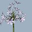 COLLECTION FLOWERS ANIMATED3.1