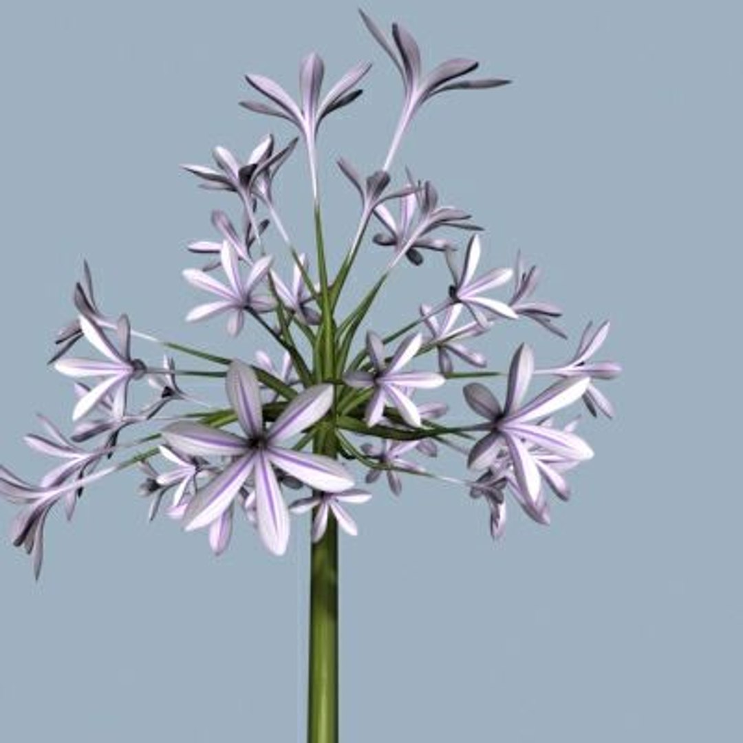 realistic medium orchid 3d model https://p.turbosquid.com/ts-thumb/uU/FLBM5u/hsv9vaeP/rchid2a09/jpg/1244428774/1920x1080/fit_q87/b021b34800012b035717d70516af2f0481d7ca61/rchid2a09.jpg