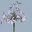 COLLECTION FLOWERS ANIMATED3.1