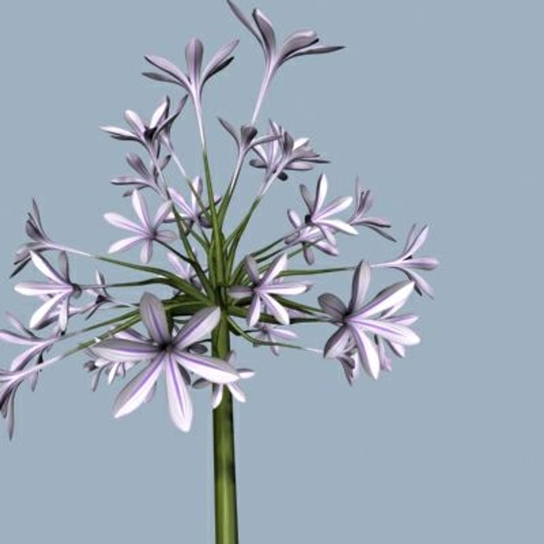 realistic medium orchid 3d model https://p.turbosquid.com/ts-thumb/uU/FLBM5u/i4NKfo94/rchid2a11/jpg/1244428786/1920x1080/fit_q87/21033b7c99036bc57292457fa987a6dda06d1dc8/rchid2a11.jpg