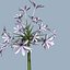 COLLECTION FLOWERS ANIMATED3.1