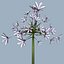 COLLECTION FLOWERS ANIMATED3.1