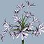 COLLECTION FLOWERS ANIMATED3.1