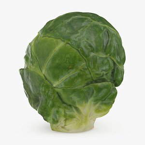 3D Brussels Sprout 02 model