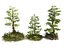 Jungle Forest Ecosystem Pack 20