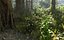 Jungle Forest Ecosystem Pack 20