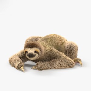 toed sloth three-toed 3D