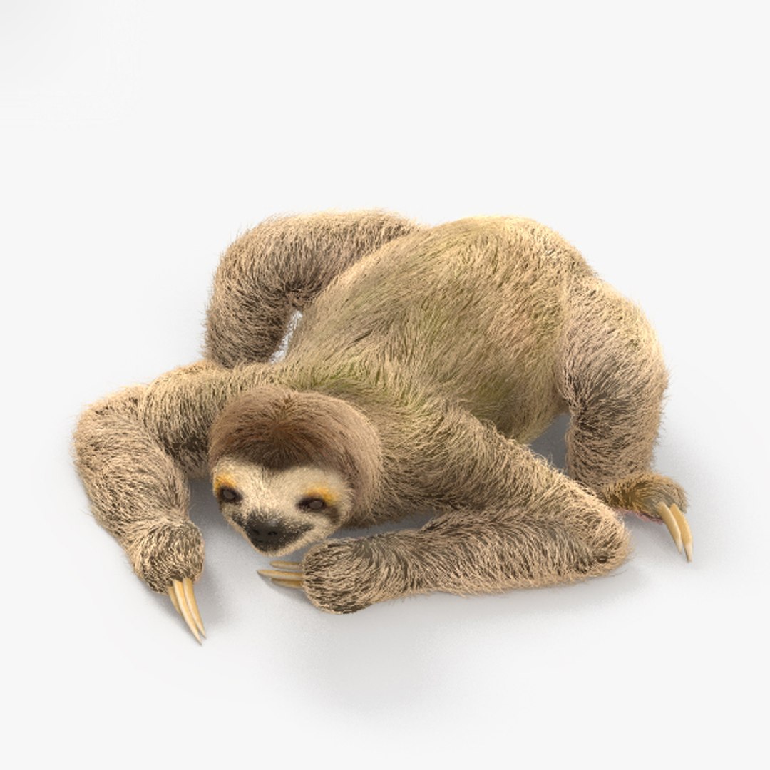 Toed Sloth Three-toed 3D - TurboSquid 1370240