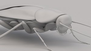Cockroach 3D