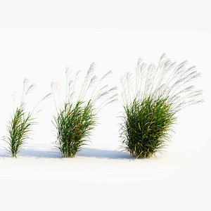 3D Miscanthus sinensis e