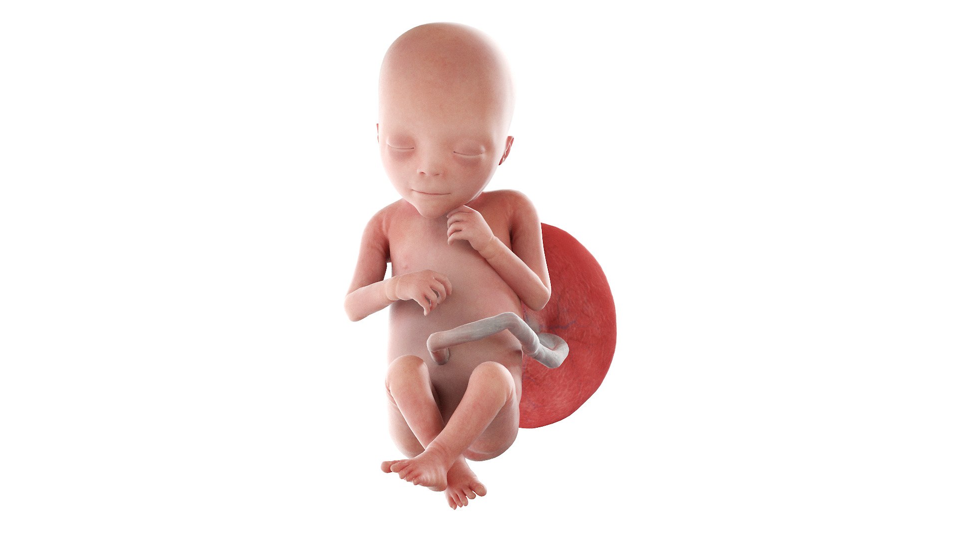 Fetus Week 18 Animated 3D - TurboSquid 1858555