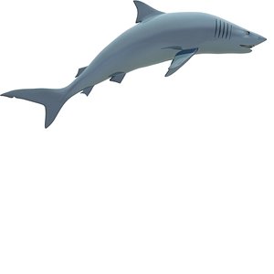 Blue Shark