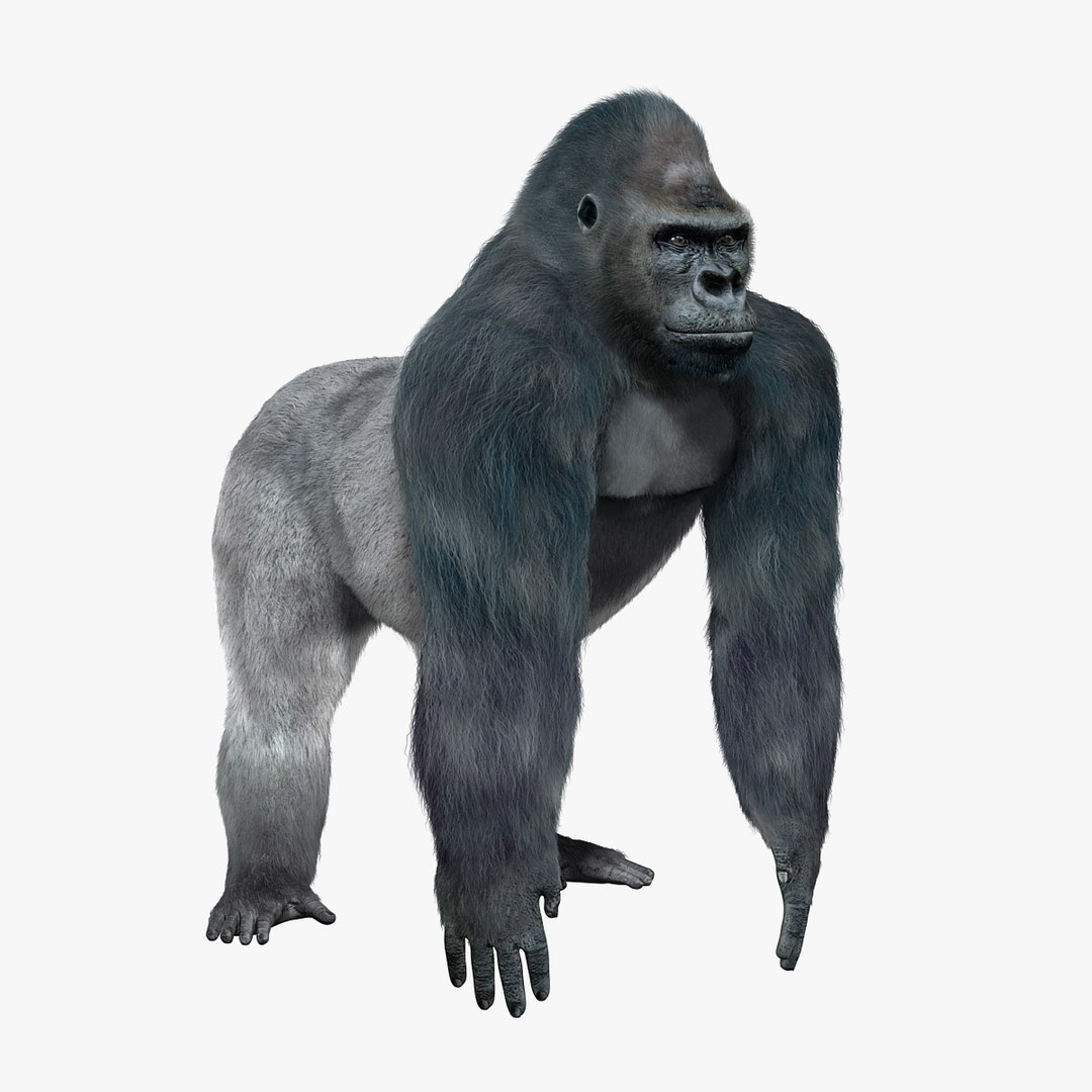 Gorilla Fur 3d Model