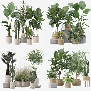 20 Modern Indoor Plants Collection Ficus Palms Cactus Rubber Tree - Set 201 209 216 219