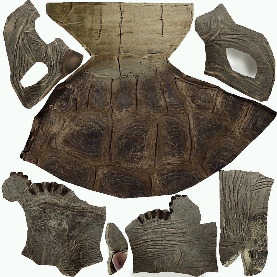Tortoise 3D Model - TurboSquid 2370619