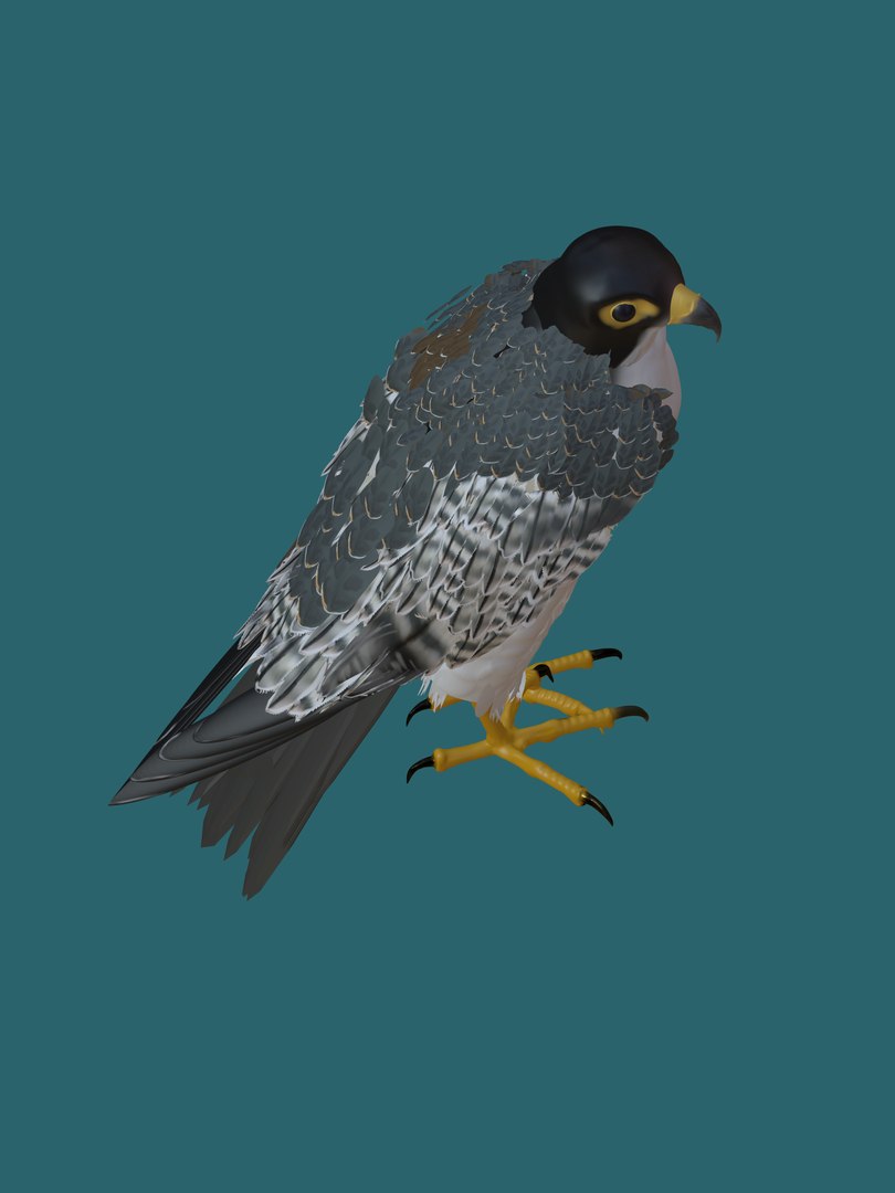 Falcon 3D Model - TurboSquid 1949161
