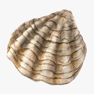 3d model of oyster shell 02