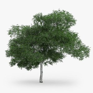 downy birch 6 9m 3d model