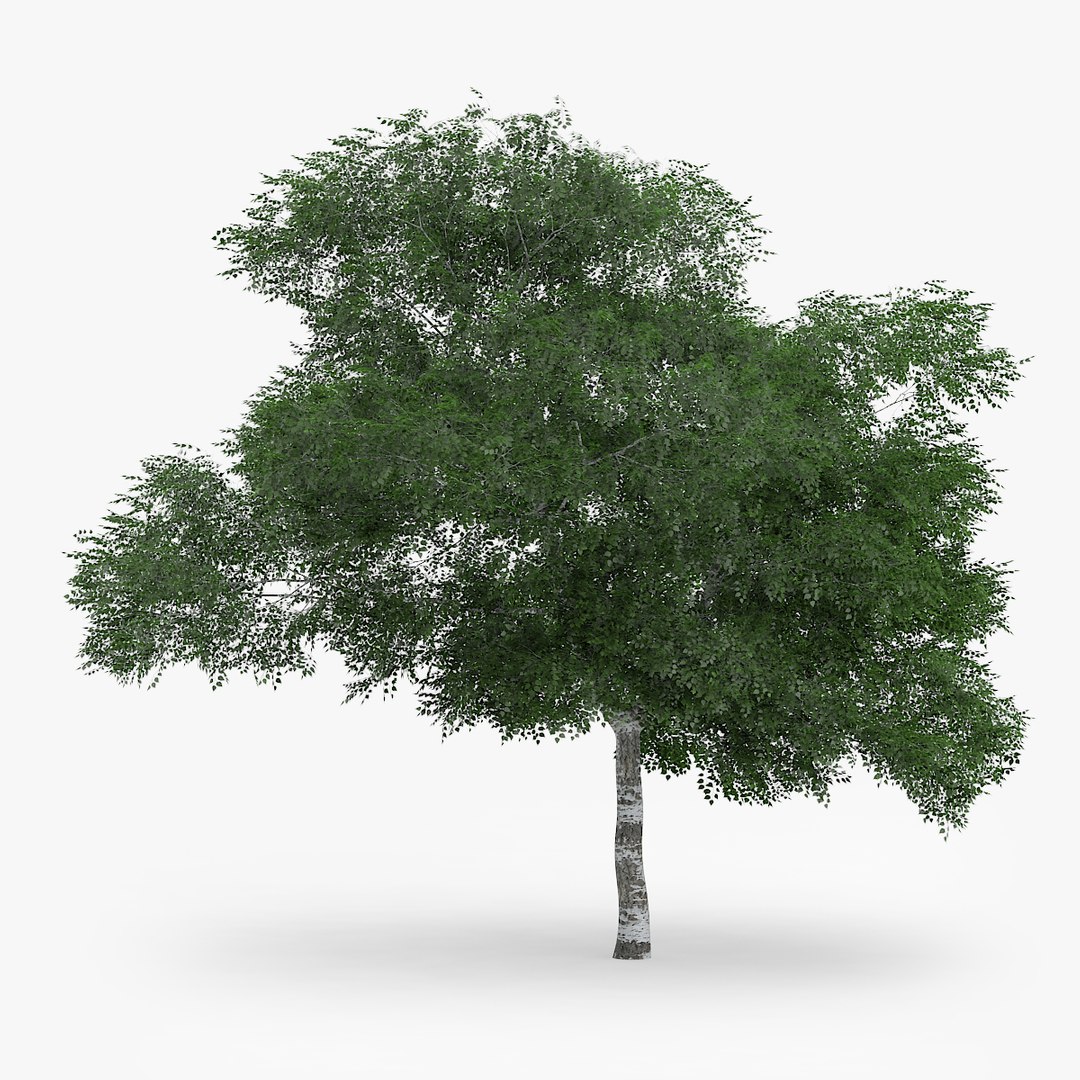 downy birch 6 9m 3d model https://p.turbosquid.com/ts-thumb/uV/gPNnJH/iONGziPw/1303/jpg/1442551689/1920x1080/fit_q87/6eec05612b8d958200fe3c659ada10a5b409e73c/1303.jpg