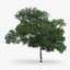 Downy Birch Tree 6.9m