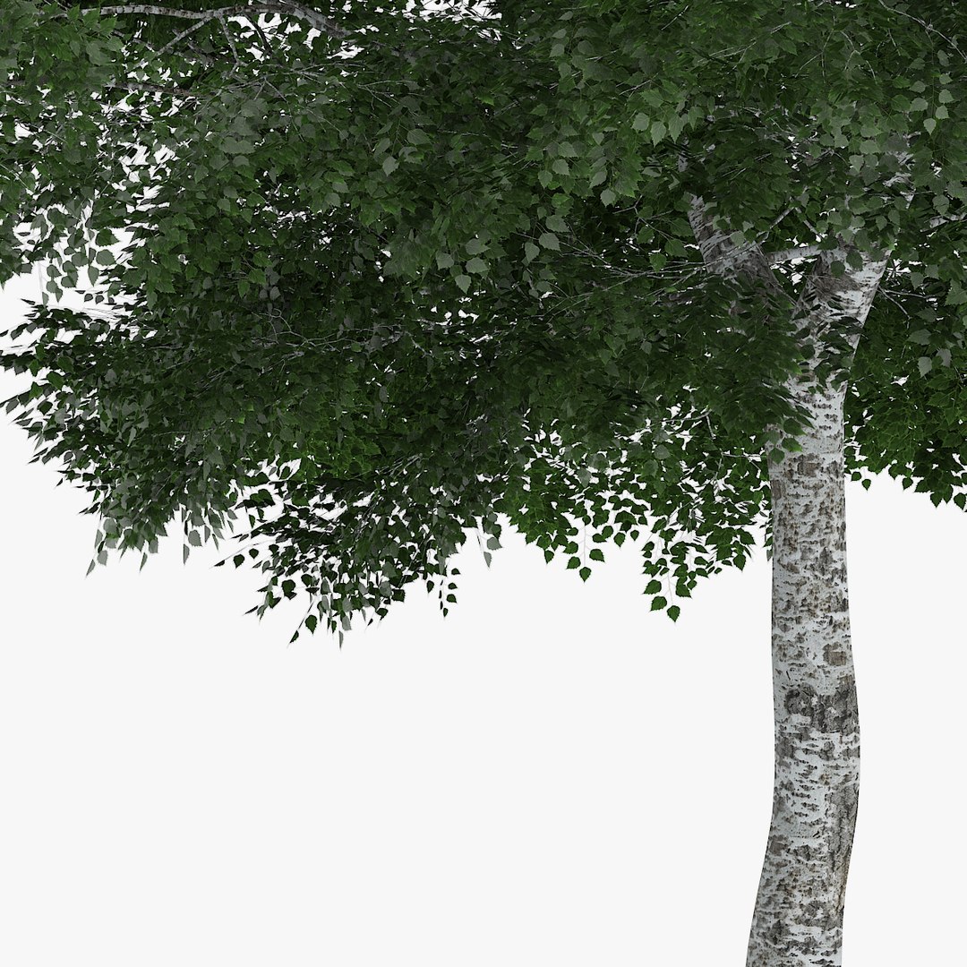downy birch 6 9m 3d model https://p.turbosquid.com/ts-thumb/uV/gPNnJH/pelR8Kfv/1305/jpg/1442551689/1920x1080/fit_q87/527be3a3b0b6b2a9184981f1b4f743bc38246918/1305.jpg