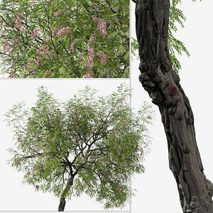 3D Set of Robinia hispida or Bristly locust Tree