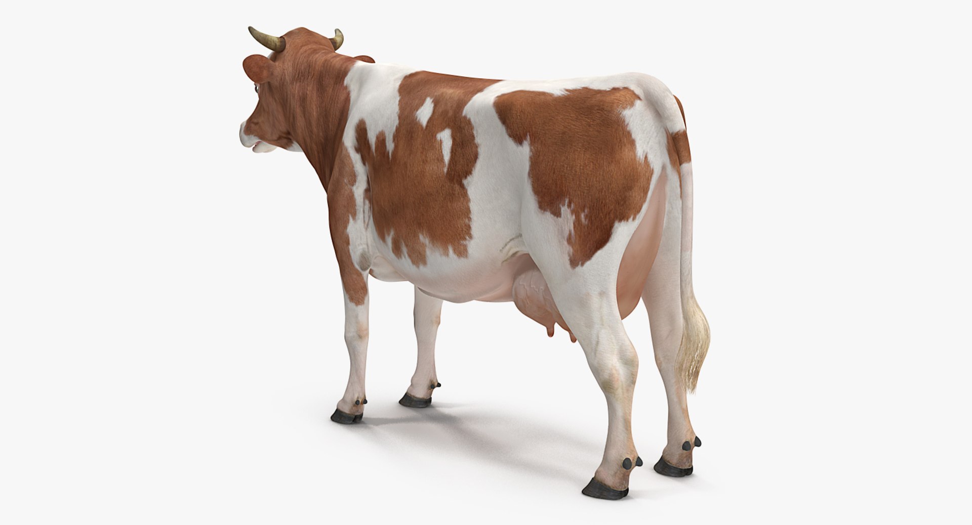 cow rigged model https://p.turbosquid.com/ts-thumb/uV/xOcHSe/8LgCEtWU/cowriggedc4dmodel006/jpg/1517634878/1920x1080/fit_q87/604ed83968a4288d1461c1e7068334034b8dd8af/cowriggedc4dmodel006.jpg