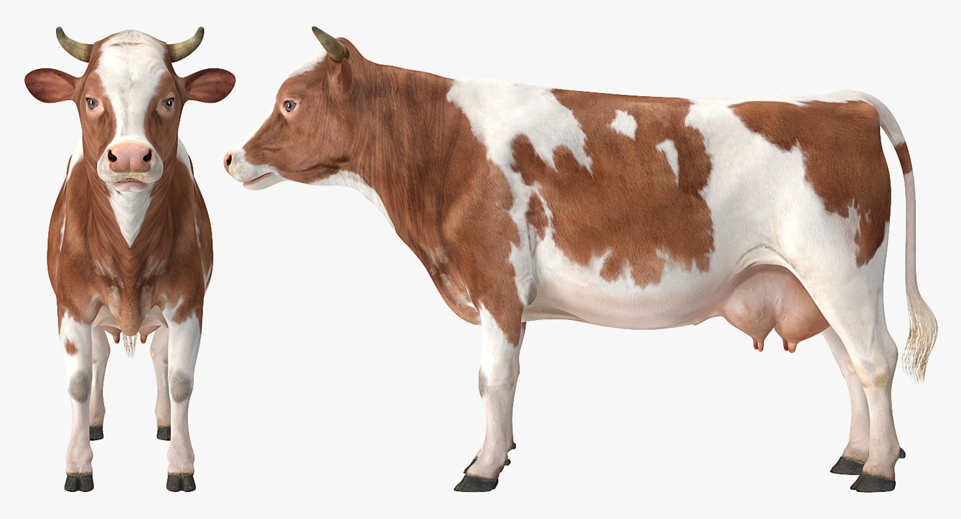 cow rigged model https://p.turbosquid.com/ts-thumb/uV/xOcHSe/AuoxswtE/cowriggedc4dmodel018/jpg/1517634924/1920x1080/fit_q87/3caa2ce38e9bcca97a9ae1f7c31d1c019803fba5/cowriggedc4dmodel018.jpg