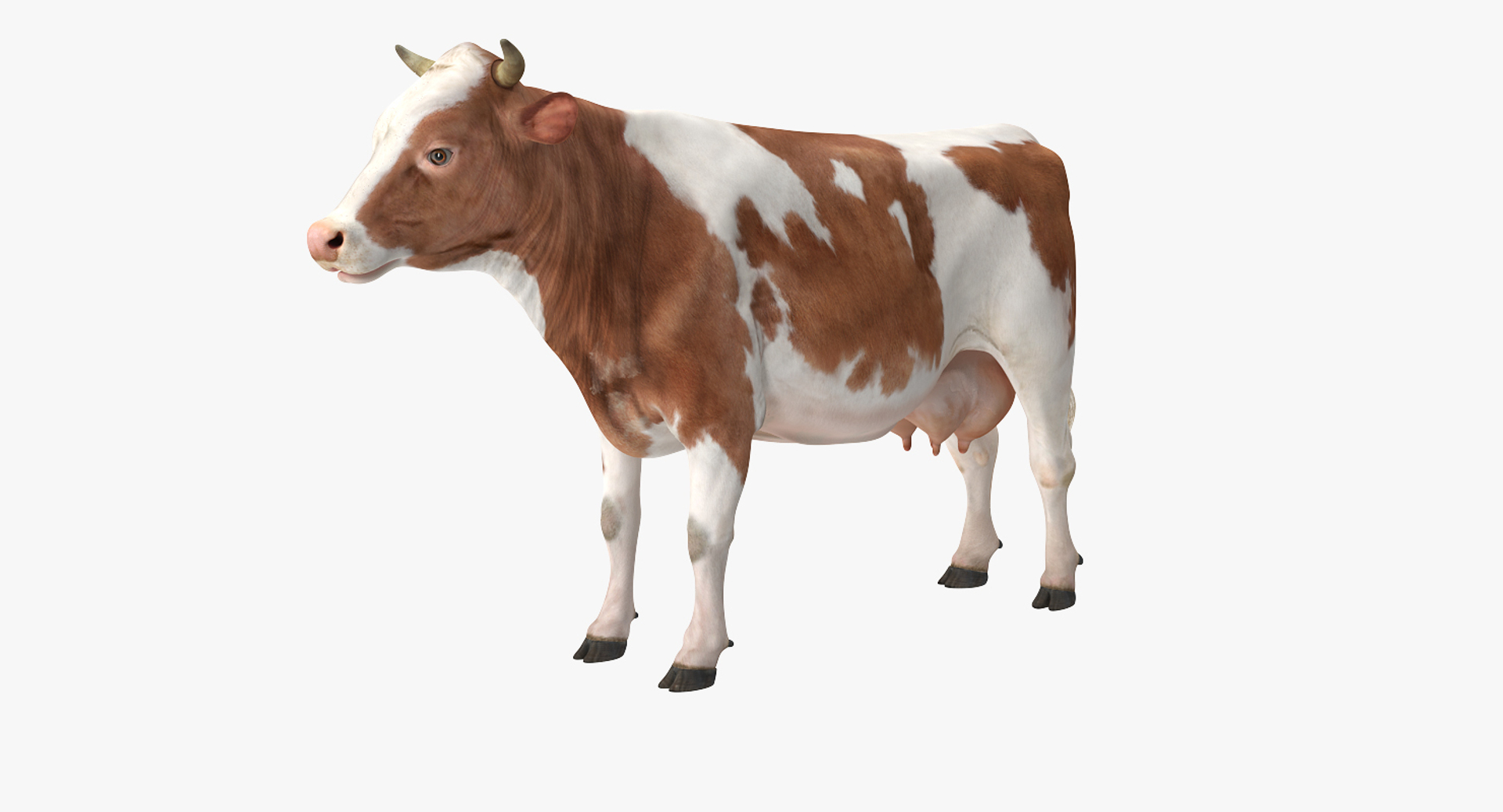 cow rigged model https://p.turbosquid.com/ts-thumb/uV/xOcHSe/LIDWECUa/cow_rigged_360/jpg/1517634477/1920x1080/turn_fit_q99/5ecab6a9362d90882973982a2c1654d928b61dda/cow_rigged_360-1.jpg