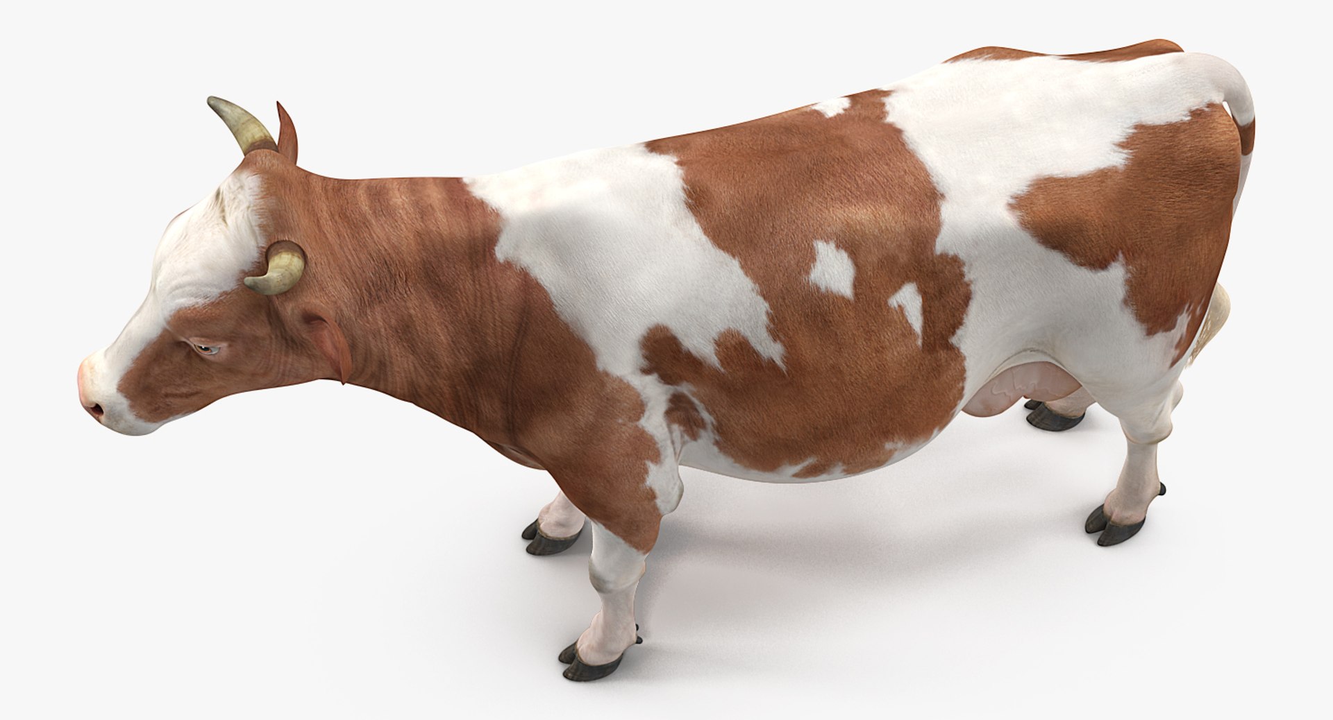 cow rigged model https://p.turbosquid.com/ts-thumb/uV/xOcHSe/YOfeAgE5/cowriggedc4dmodel010/jpg/1517634892/1920x1080/fit_q87/ea4e1a9e6cea9b0e8598687ee72f6c836f8cf59f/cowriggedc4dmodel010.jpg