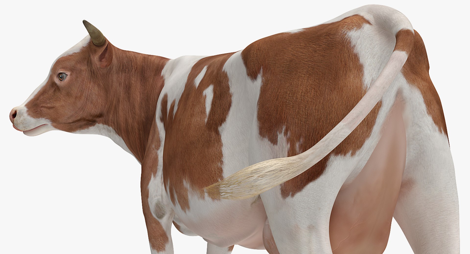 cow rigged model https://p.turbosquid.com/ts-thumb/uV/xOcHSe/fK2fgOWj/cowriggedc4dmodel024/jpg/1517634947/1920x1080/fit_q87/3dc686154140b6806ba1fbc2ab625534ceaf4dbe/cowriggedc4dmodel024.jpg