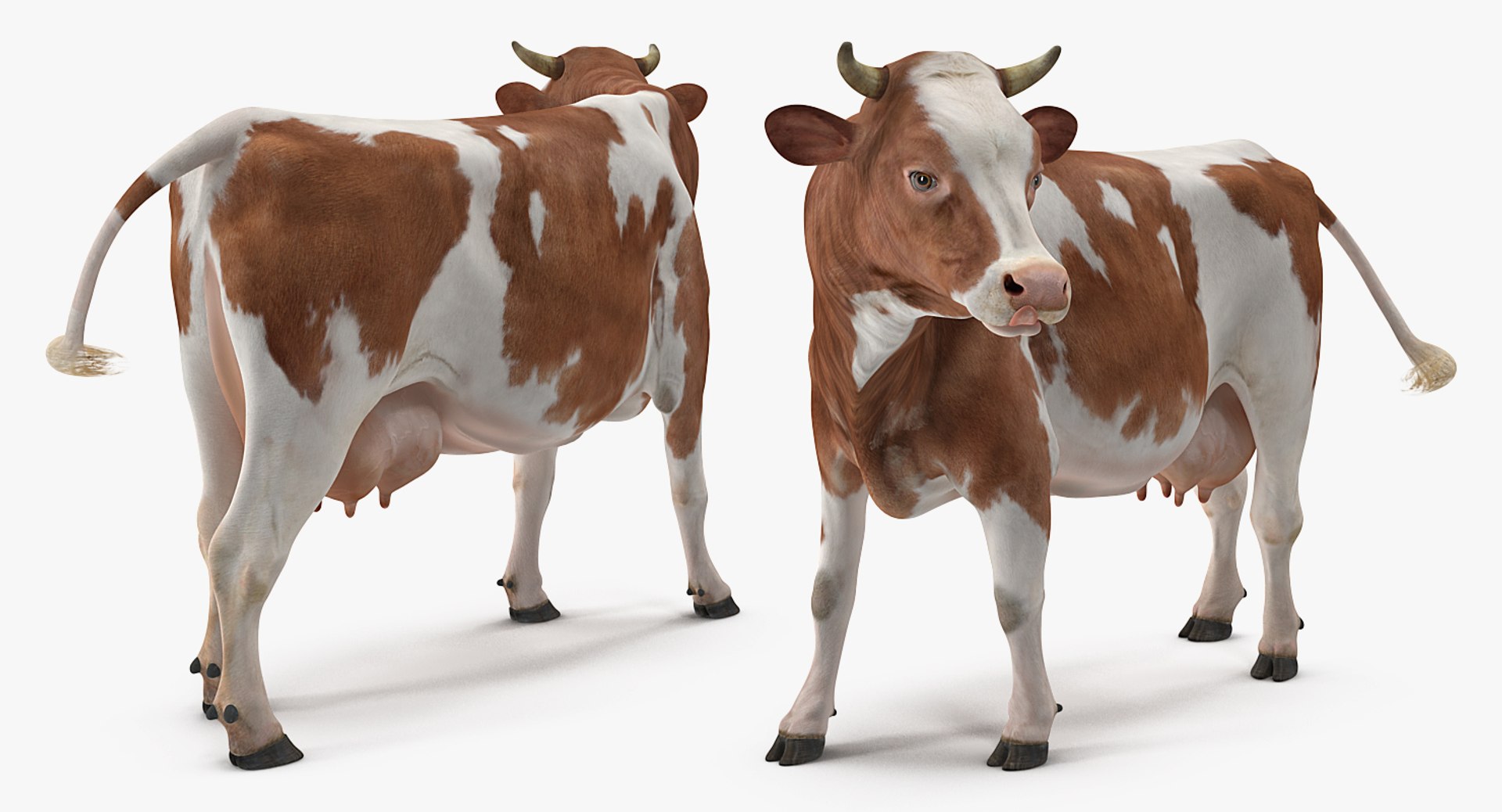 cow rigged model https://p.turbosquid.com/ts-thumb/uV/xOcHSe/fpKHkSxg/cowriggedc4dmodel015/jpg/1517634913/1920x1080/fit_q87/80f3a677f923ad2dc2662f1c4d297675b53b5acc/cowriggedc4dmodel015.jpg